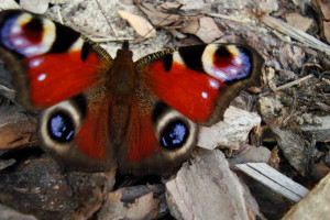 C罗2026世界杯,让梦想的光芒再次闪耀 C罗2026世界杯,让梦想的光芒再次闪耀